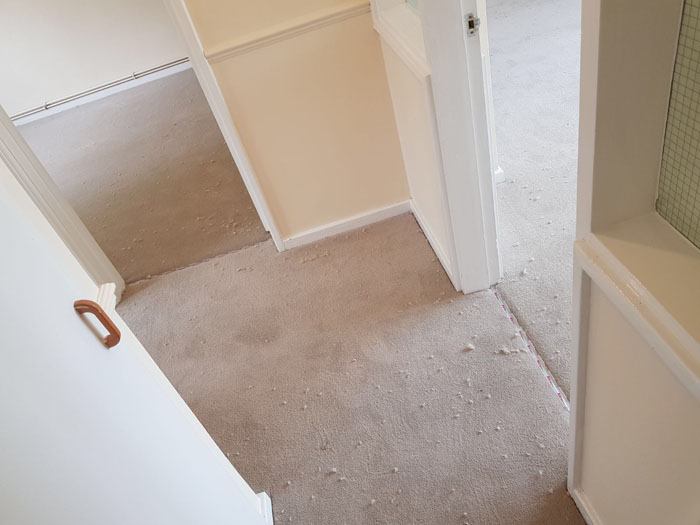 portfolio light room carpet installation 01