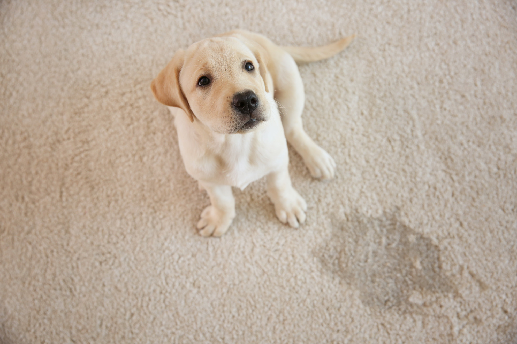 How to Choose the Best Flooring for Pets - Guide - Vinyl Flooring Flooring - Vinyl Flooring
