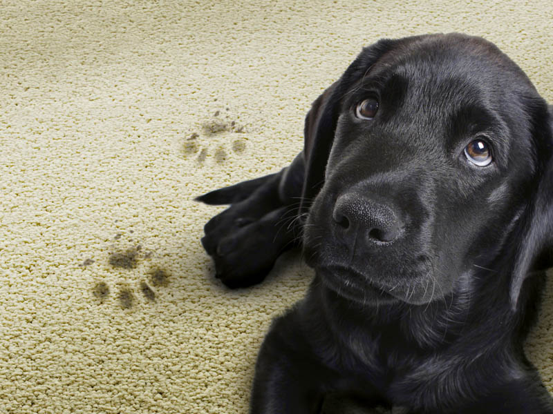 Victoria Carpets Easicare Heartland Carpet - Carpet