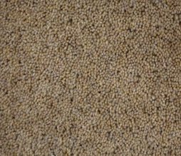 Geo Heathers Cappucino