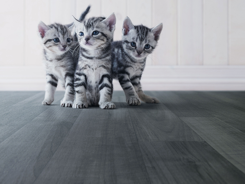 Polyflor - Secura, Vinyl Flooring, overview