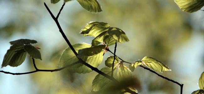 Desso Flooring Commercial Flooring - News